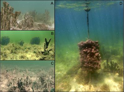 Habitat Restoration Restores Underwater Soundscapes and Larval Recruitment